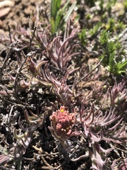Castilleja cinerea