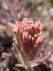 Castilleja cinerea