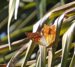 Charaxes varanes vologeses