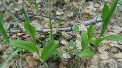 Polygonatum humile