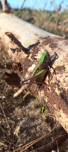 Wart-biter