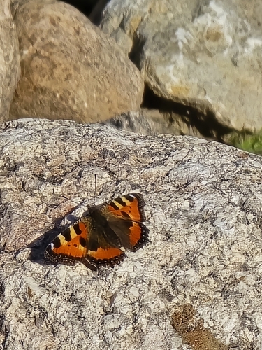 Small Tortoiseshell