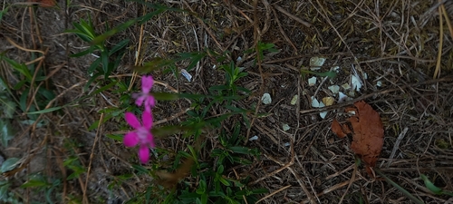 Maiden Pink