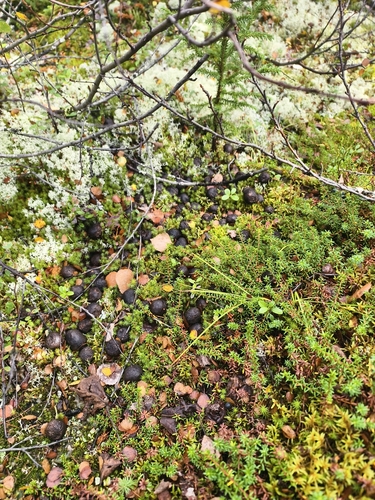 Caribou