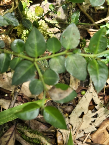 Damnacanthus indicus, photograph 4