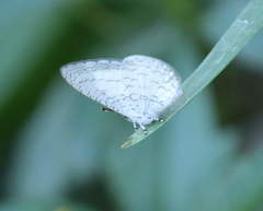 Spalgis lemolea lemolea