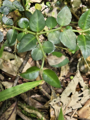 Damnacanthus indicus, photograph 5