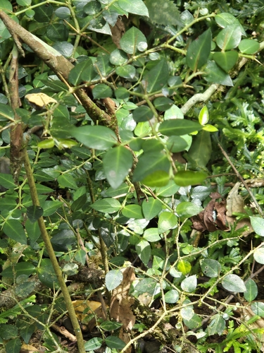 Damnacanthus indicus, photograph 6
