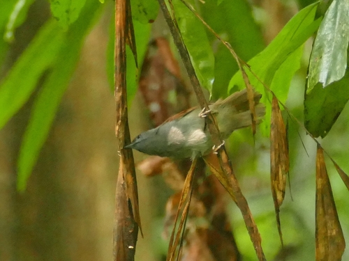 Stachyris erythroptera observed 2026-08-27