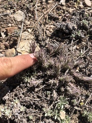 Castilleja cinerea