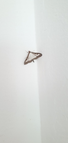 Box Tree Moth