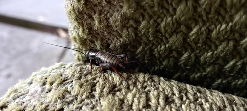 European Field Cricket