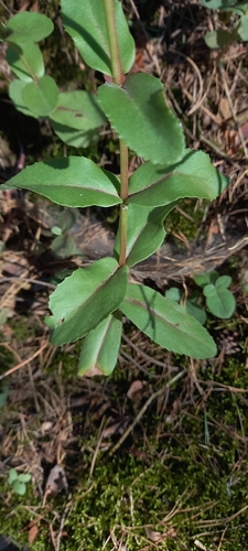 Great Stonecrop