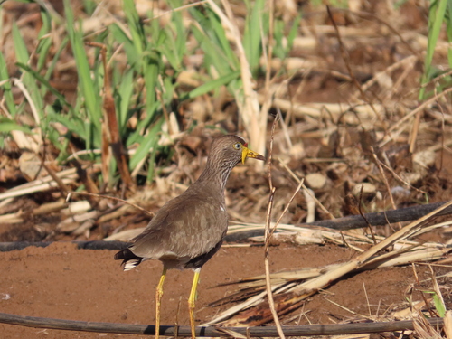 iNaturalist image