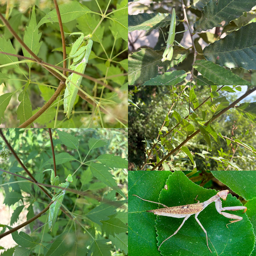 Giant Asian Mantis