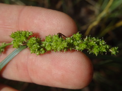 Carex decomposita