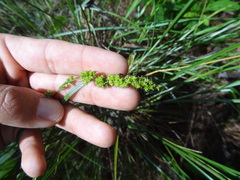 Carex decomposita