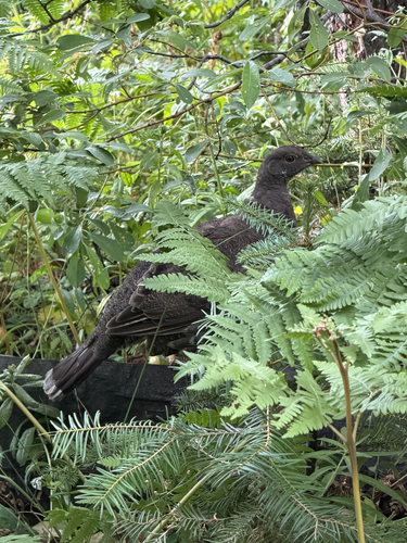 iNaturalist observation photo of Sooty Grouse