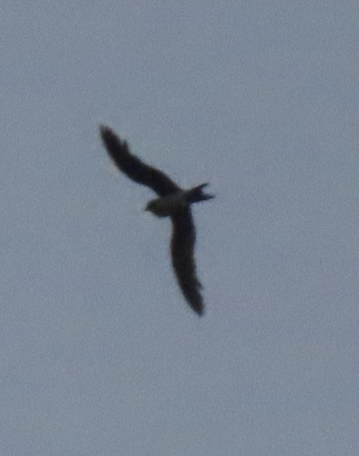 Collared Pratincole