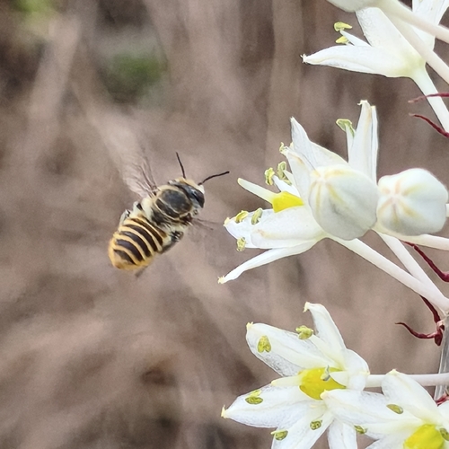 Megachile argentata