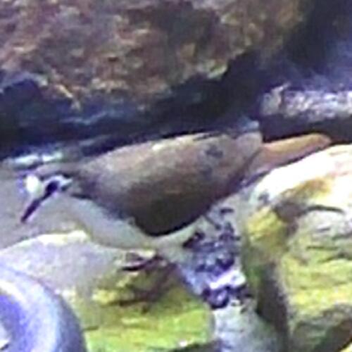 iNaturalist image