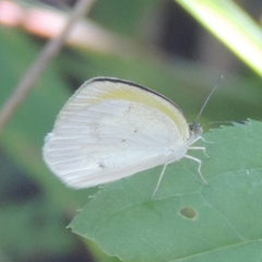 Eurema elathea flavescens