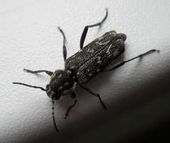 Xylotrechus rusticus