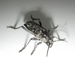 Xylotrechus rusticus