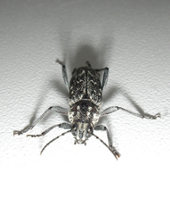 Xylotrechus rusticus
