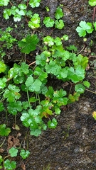 Hydrocotyle sibthorpioides