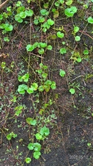 Hydrocotyle sibthorpioides