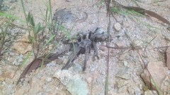 Selenocosmia crassipes
