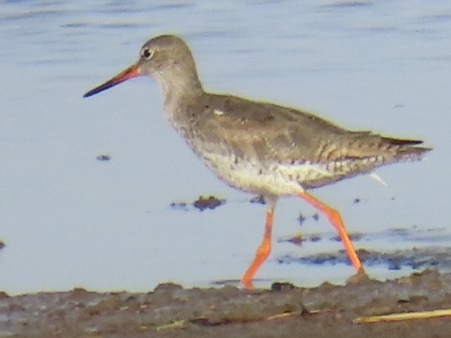 Common Redshank