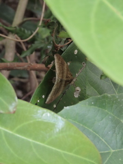 Ophisma