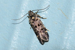 Chionodes emptor