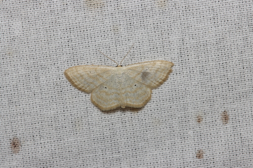 Lesser Cream Wave, Velp, Nederland, photo 9 of 10