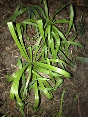 Stenanthium diffusum