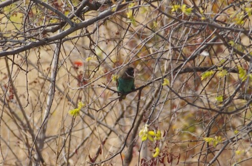 iNaturalist image