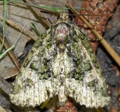 Phosphila miselioides