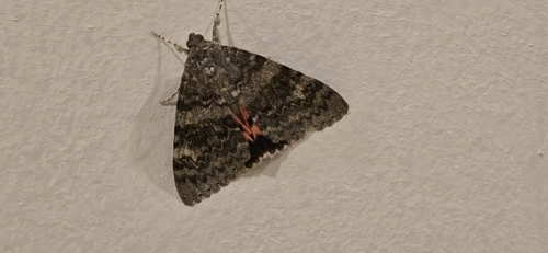French Red Underwing