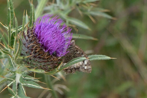 Great Banded Grayling