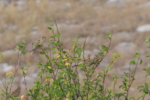 Corn Bunting