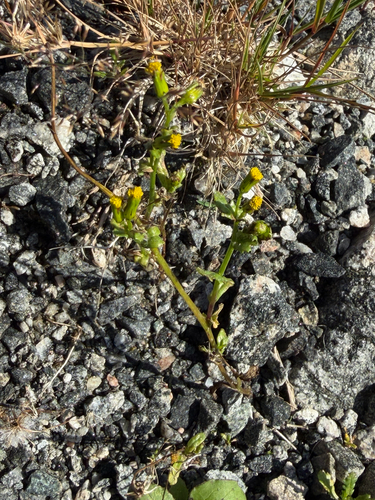 common groundsel