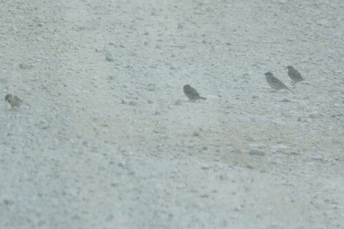 Eurasian Tree Sparrow