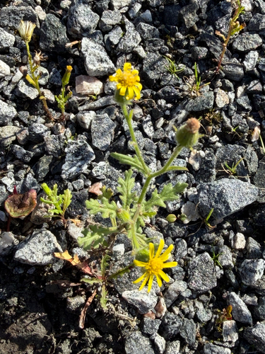 Sticky Groundsel