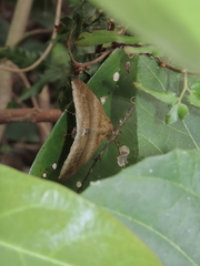 Ophisma