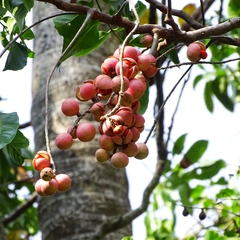 Aphanamixis polystachya