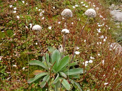 Craspedia lanata lanata