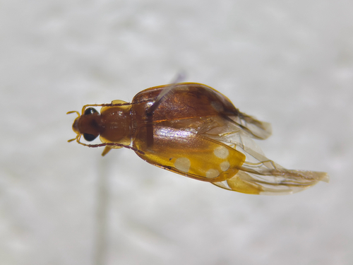Lebidia octoguttata