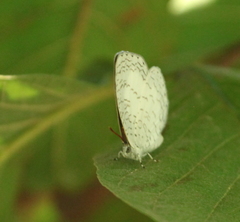 Spalgis lemolea lemolea